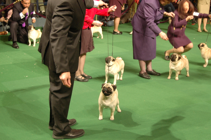 Illustration for article titled Lapdogs And Luxury Boxes: A New-Look MSG Welcomes The Westminster Dog Show